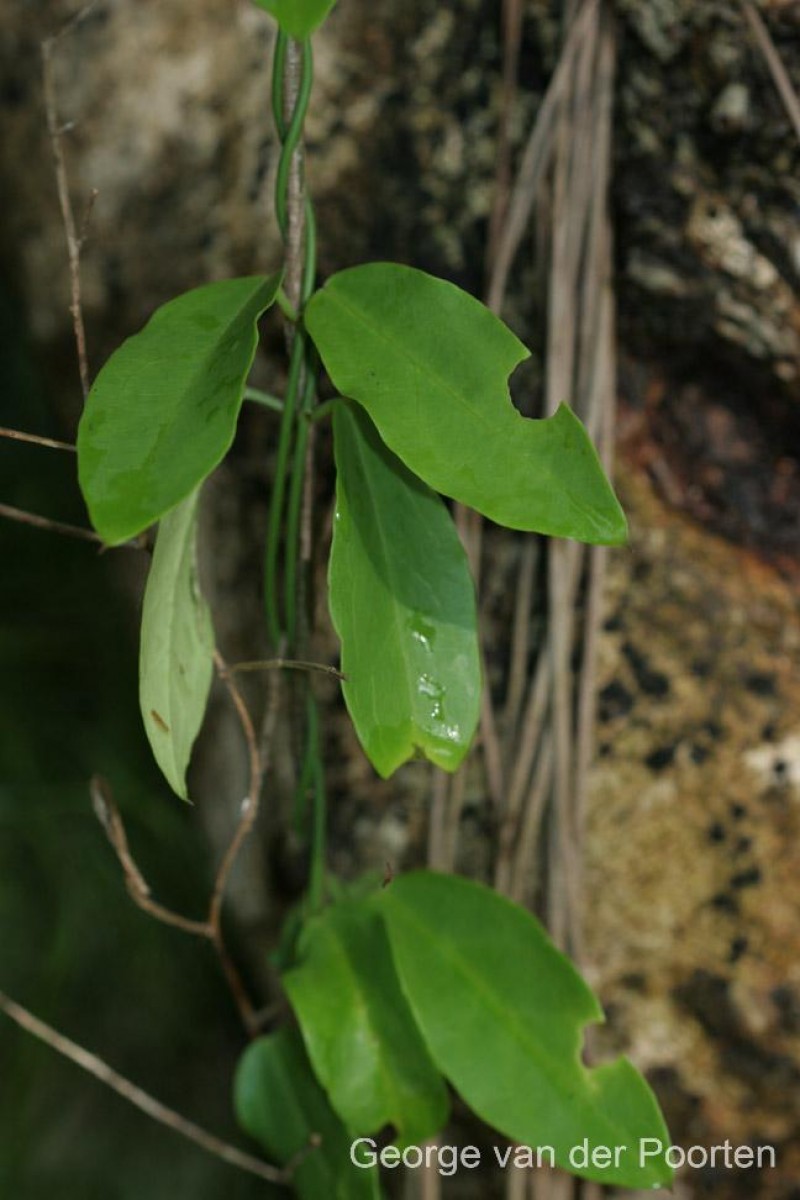Vincetoxicum flexuosum var. tenuis (Blume) Schneidt, Meve & Liede